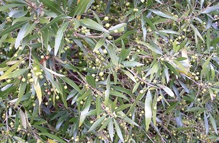 African olive